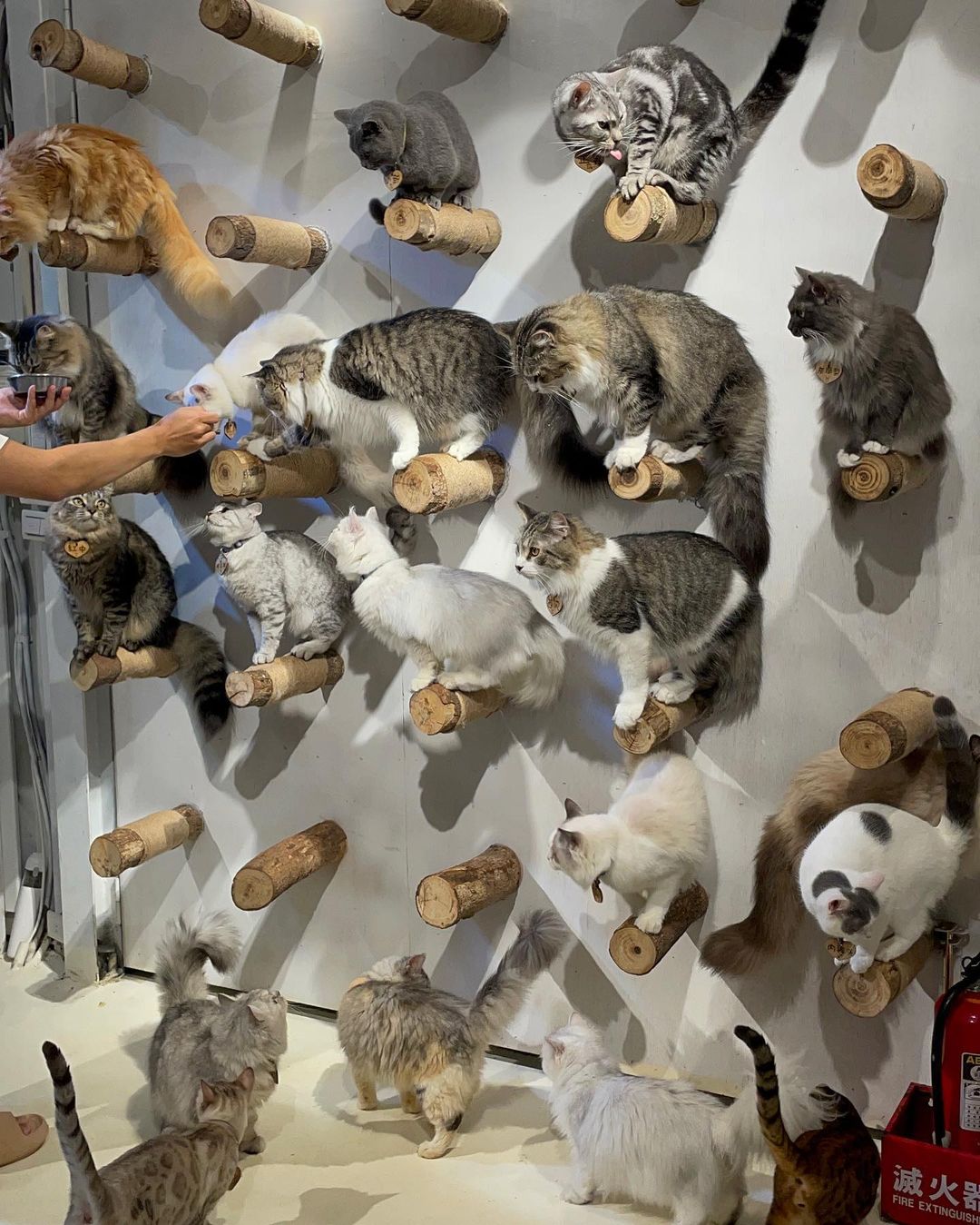 "New Taipei: 50 Adorable Cat Shopkeepers! Visit 