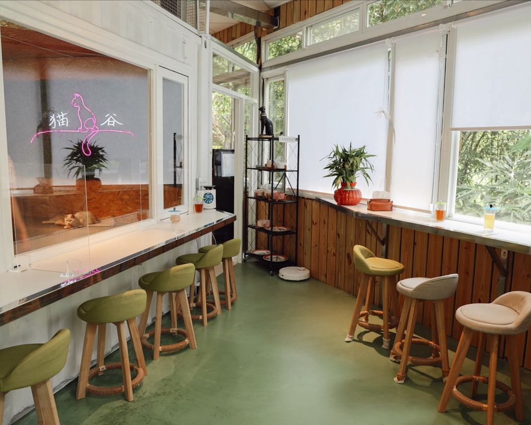 "New Taipei: 50 Adorable Cat Shopkeepers! Visit 