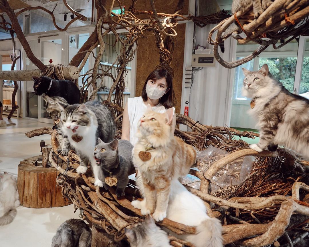 "New Taipei: 50 Adorable Cat Shopkeepers! Visit 