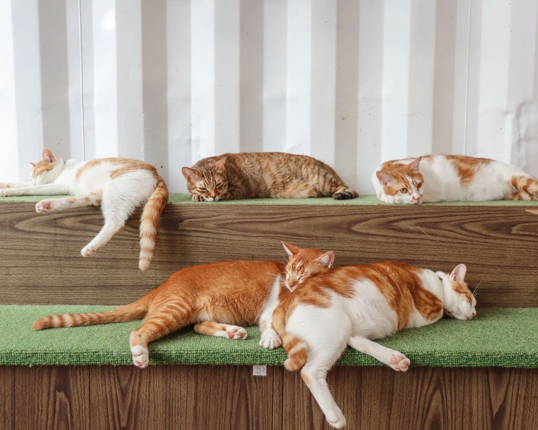 "New Taipei: 50 Adorable Cat Shopkeepers! Visit 