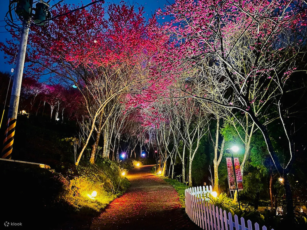 "Across Taiwan: The Beauty of Taiwan Unveiled! 7 Stunning Cherry Blossom Viewing Spots for Spring Revealed. Experience the Pink Romance Without Having to Travel to Japan!"