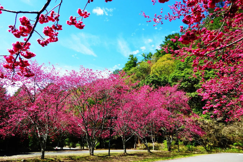 "Across Taiwan: The Beauty of Taiwan Unveiled! 7 Stunning Cherry Blossom Viewing Spots for Spring Revealed. Experience the Pink Romance Without Having to Travel to Japan!"
