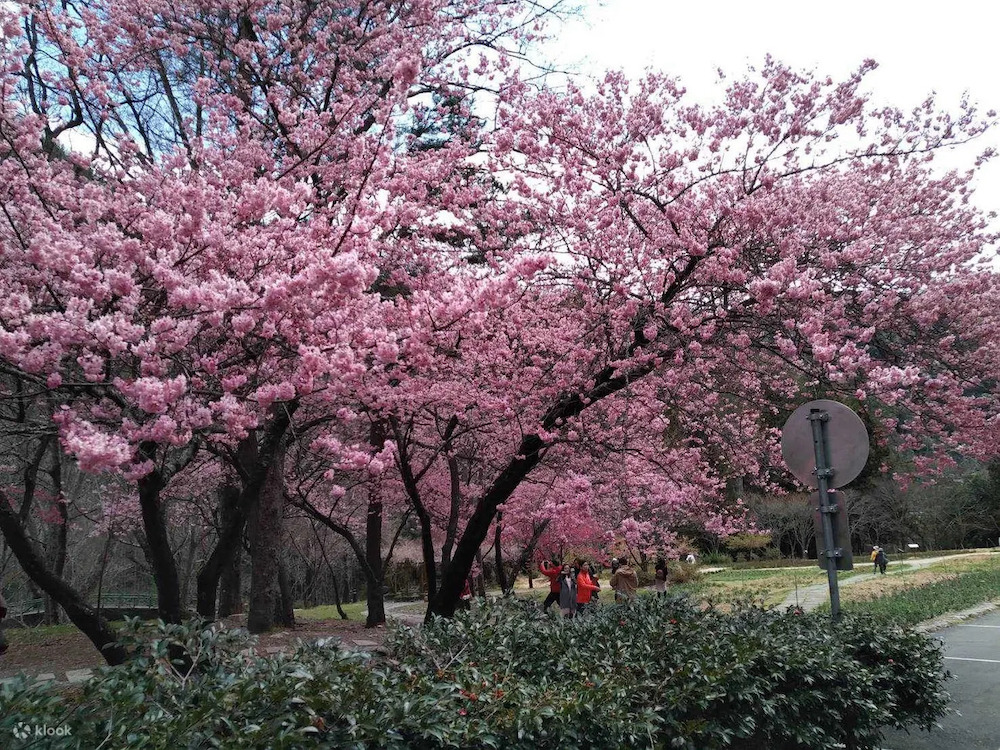 "Across Taiwan: The Beauty of Taiwan Unveiled! 7 Stunning Cherry Blossom Viewing Spots for Spring Revealed. Experience the Pink Romance Without Having to Travel to Japan!"