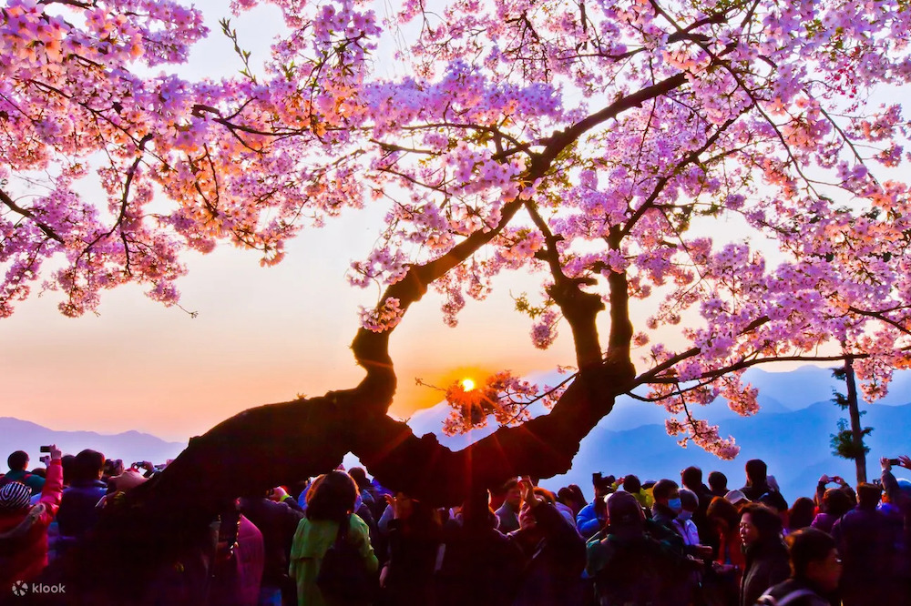 "Across Taiwan: The Beauty of Taiwan Unveiled! 7 Stunning Cherry Blossom Viewing Spots for Spring Revealed. Experience the Pink Romance Without Having to Travel to Japan!"