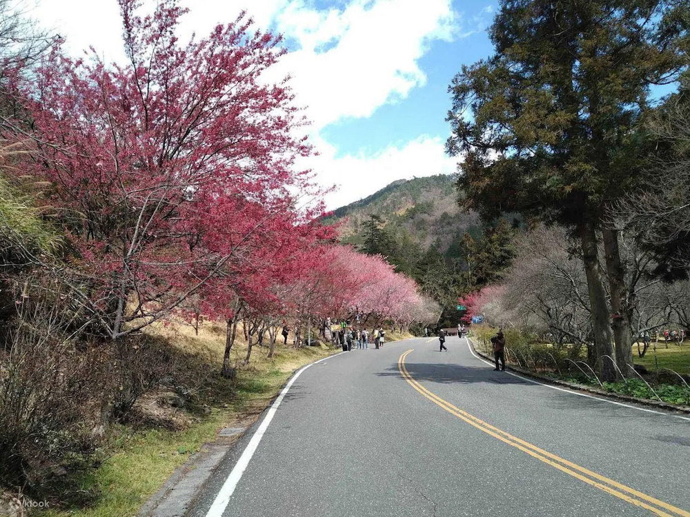 "Across Taiwan: The Beauty of Taiwan Unveiled! 7 Stunning Cherry Blossom Viewing Spots for Spring Revealed. Experience the Pink Romance Without Having to Travel to Japan!"