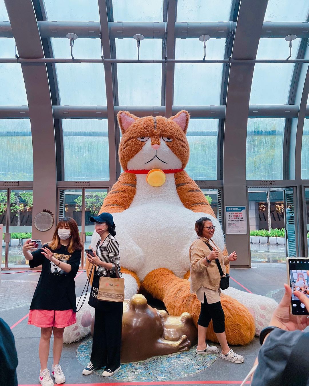 【Taipei】Calling all cat lovers! A